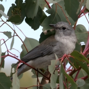 Colluricincla harmonica at Bellmount Forest, NSW - 30 Jun 2022