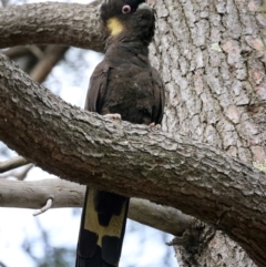 Zanda funerea (Yellow-tailed Black-Cockatoo) at Dalton, NSW - 30 Jun 2022 by jb2602
