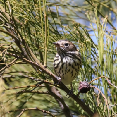 Pyrrholaemus sagittatus (Speckled Warbler) at Mount Ainslie - 7 Oct 2021 by jb2602