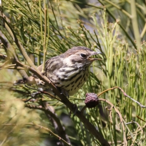 Pyrrholaemus sagittatus at Pialligo, ACT - 7 Oct 2021