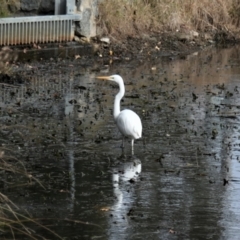 Ardea alba (Great Egret) at Yerrabi Pond - 3 Jul 2022 by TrishGungahlin
