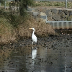 Ardea alba at Gungahlin, ACT - 3 Jul 2022 02:19 PM