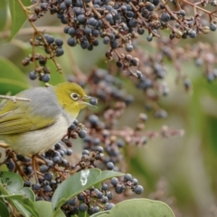 Zosterops lateralis (Silvereye) at Calwell, ACT - 2 Jul 2022 by trevsci