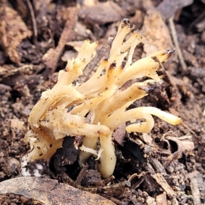 Clavulina sp. at Latham, ACT - 3 Jul 2022