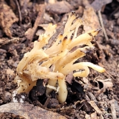 Clavulina sp. (A coral fungus) at Latham, ACT - 3 Jul 2022 by trevorpreston
