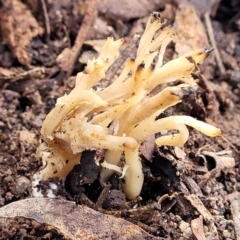 Clavulina sp. at Latham, ACT - 3 Jul 2022