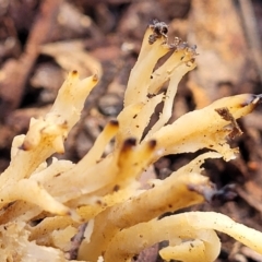 Clavulina sp. at Latham, ACT - 3 Jul 2022