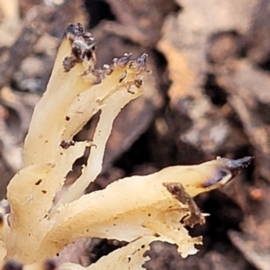 Clavulina sp. at Latham, ACT - 3 Jul 2022