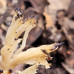 Clavulina sp. at Latham, ACT - 3 Jul 2022