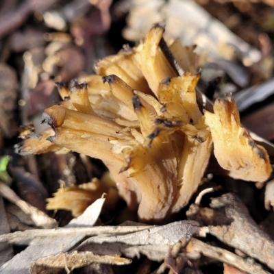 Clavulina sp. (A coral fungus) at Umbagong District Park - 3 Jul 2022 by trevorpreston