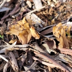 Clavulina sp. at Latham, ACT - 3 Jul 2022