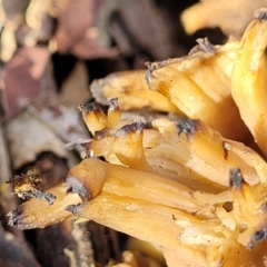 Clavulina sp. at Latham, ACT - 3 Jul 2022 01:47 PM