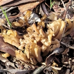 Clavulina sp. at Latham, ACT - 3 Jul 2022 01:47 PM