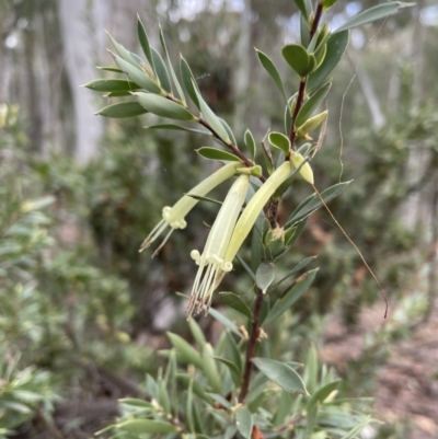 Styphelia triflora (Five-corners) at Karabar, NSW - 3 Jul 2022 by Mavis