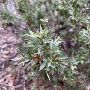 Styphelia triflora at Karabar, NSW - 3 Jul 2022