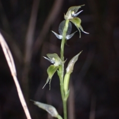 Acianthus fornicatus (Pixie-caps) at Callala Creek Bushcare - 29 Jun 2022 by AnneG1