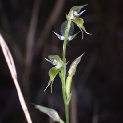 Acianthus fornicatus (Pixie-caps) at Callala Creek Bushcare - 29 Jun 2022 by AnneG1