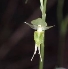 Acianthus fornicatus at Myola, NSW - suppressed