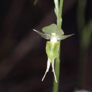 Acianthus fornicatus at Myola, NSW - suppressed