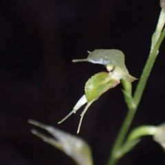 Acianthus fornicatus at Myola, NSW - 29 Jun 2022