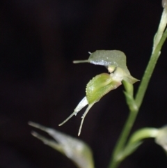 Acianthus fornicatus at Myola, NSW - suppressed