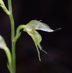 Acianthus fornicatus at Myola, NSW - suppressed