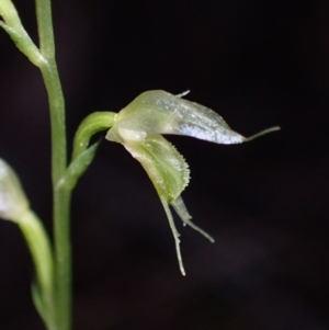 Acianthus fornicatus at Myola, NSW - suppressed