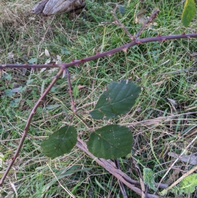 Rubus anglocandicans (Blackberry) at Sullivans Creek, O'Connor - 3 Jul 2022 by WalterEgo