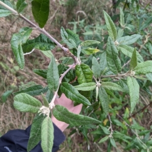 Olearia lirata at Ainslie, ACT - 3 Jul 2022