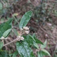 Olearia lirata at Ainslie, ACT - 3 Jul 2022 02:56 PM