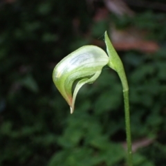 Pterostylis nutans (Nodding Greenhood) at Bomaderry Creek Walking Track - 29 Jun 2022 by AnneG1
