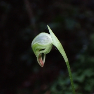 Pterostylis nutans at Bomaderry, NSW - 29 Jun 2022