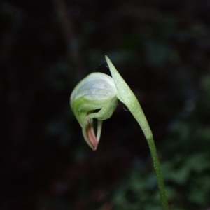 Pterostylis nutans at Bomaderry, NSW - suppressed