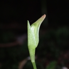 Pterostylis nutans at Bomaderry, NSW - 29 Jun 2022