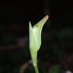 Pterostylis nutans at Bomaderry, NSW - suppressed