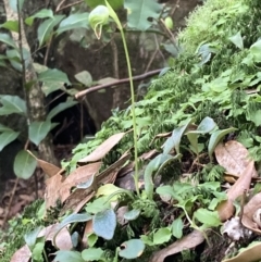 Pterostylis nutans at Bomaderry, NSW - 29 Jun 2022