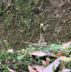 Pterostylis nutans at Bomaderry, NSW - 29 Jun 2022