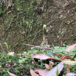 Pterostylis nutans at Bomaderry, NSW - 29 Jun 2022