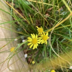 Senecio madagascariensis (Madagascan Fireweed, Fireweed) at Belconnen, ACT - 3 Jul 2022 by Rosie