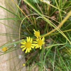 Senecio madagascariensis at Belconnen, ACT - 3 Jul 2022