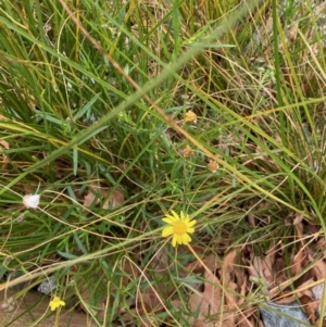 Senecio madagascariensis at Belconnen, ACT - 3 Jul 2022