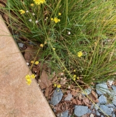 Senecio madagascariensis at Belconnen, ACT - 3 Jul 2022