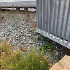 Senecio madagascariensis at Belconnen, ACT - 3 Jul 2022