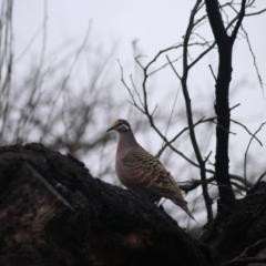 Phaps chalcoptera (Common Bronzewing) at Goulburn, NSW - 2 Jul 2022 by Rixon