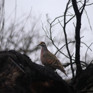 Phaps chalcoptera (Common Bronzewing) at Goulburn, NSW by Rixon