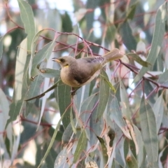 Ptilotula fusca at Chiltern, VIC - 3 Jul 2022 10:40 AM