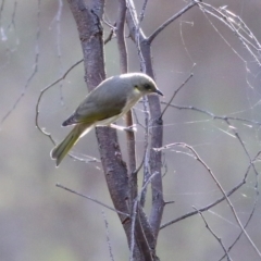 Ptilotula fusca at Chiltern, VIC - 3 Jul 2022