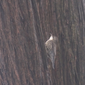 Cormobates leucophaea at Goulburn, NSW - 3 Jul 2022