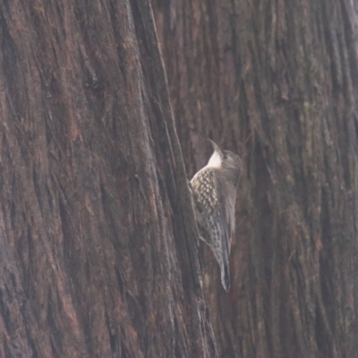 Cormobates leucophaea (White-throated Treecreeper) at Goulburn, NSW - 3 Jul 2022 by Rixon