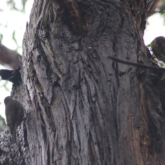 Cormobates leucophaea at Goulburn, NSW - 3 Jul 2022